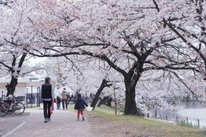 中百舌鳥キャンパスの桜が西日本の大学2位に！