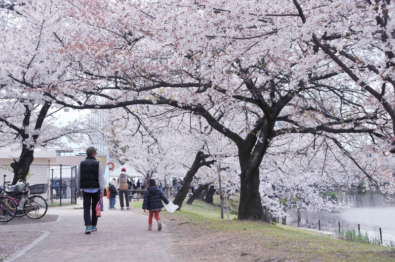 中百舌鳥キャンパスの桜風景