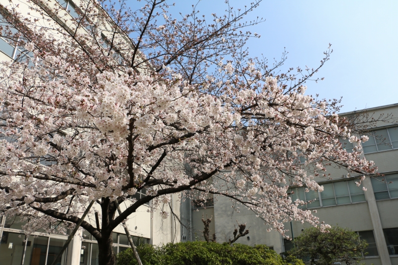 中百舌鳥キャンパスの桜
