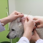 耳の検査_獣医臨床センター