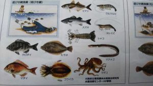 大阪湾の魚　資料