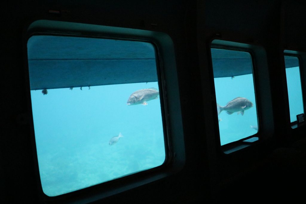 遊覧船の窓から見える海の魚たち